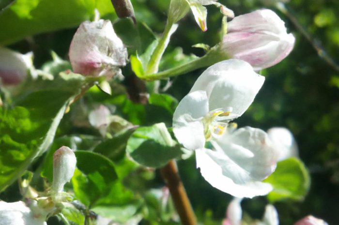 Kwiaty kwitnące w czerwcu – lato w ogrodzie