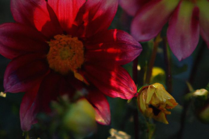 Kwiaty kwitnące w lipcu – lista najpopularniejszych gatunków