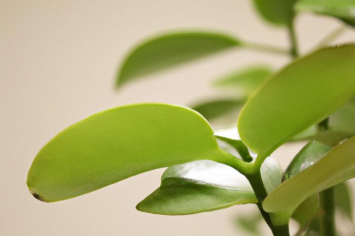 Kwiaty na parapet. Jakie rośliny doniczkowe uprawiać tuż przy oknie?