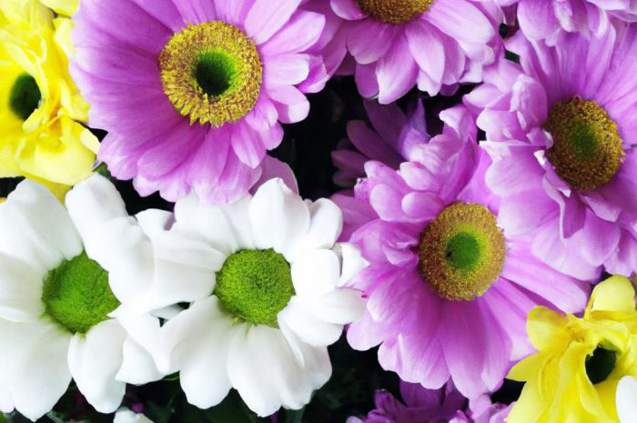 Kwiaty na urodziny. Poznaj najpiękniejsze rośliny do bukietu urodzinowego i na imieniny