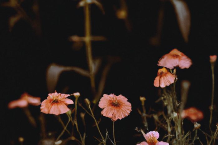 Kwiaty sadzone jesienią. Poznaj najpiękniejsze jesienne kwiaty!