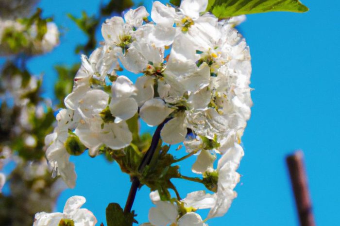 Kwiaty wczesnowiosenne – jakie wiosenne kwiaty zasadzić w ogrodzie? Które kwitną jako pierwsze?