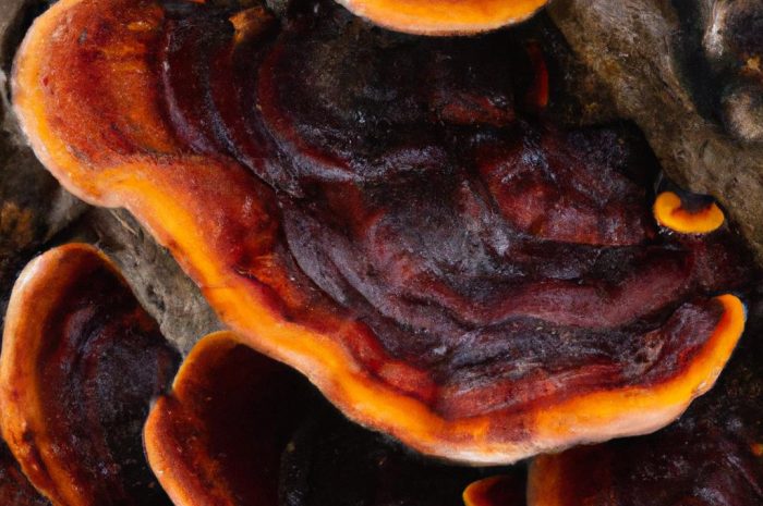 Lakownica spłaszczona – charakterystyka często spotykanego grzyba z rodziny żagwiowatych