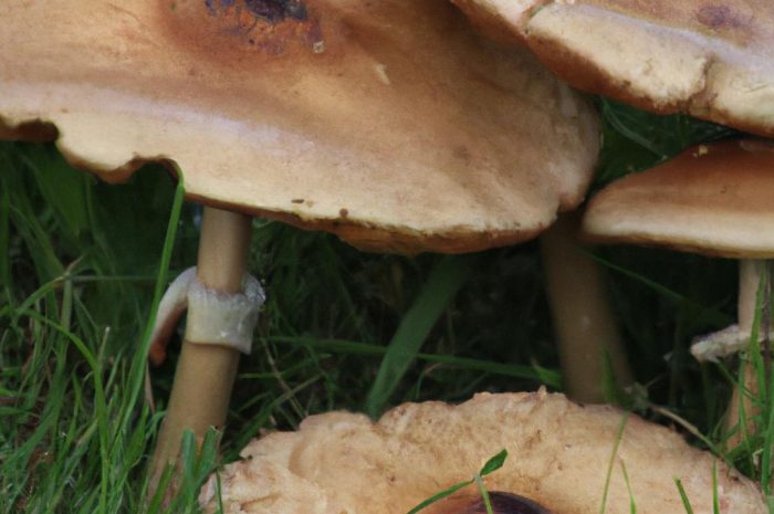 Lakówka pospolita – jadalny grzyb lasów