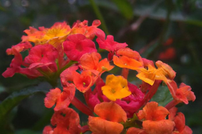 Lantana – intrygujący kwiat ozdobny, który zmienia kolor