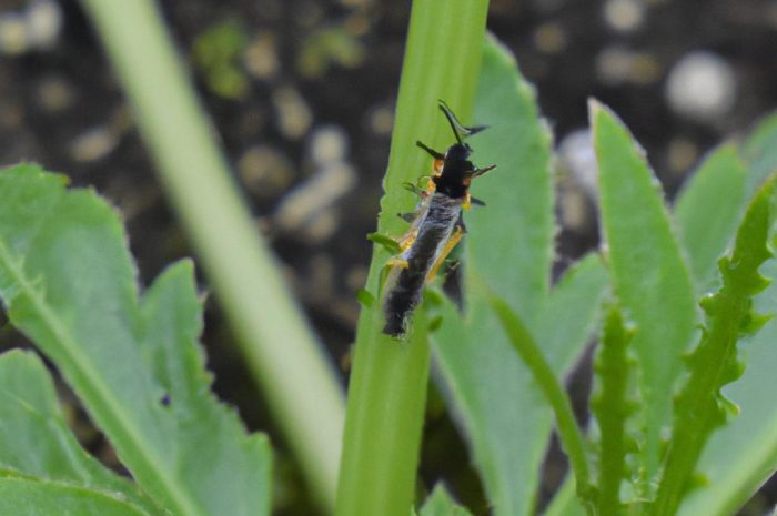 Larwa biedronki – jak walczyć ze szkodnikami w ogrodzie?