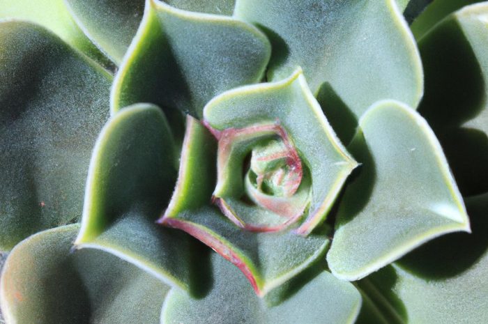 Las w słoiku – sukulenty, czyli łatwe w uprawie rośliny odpowiednie do uprawy w szklanym naczyniu