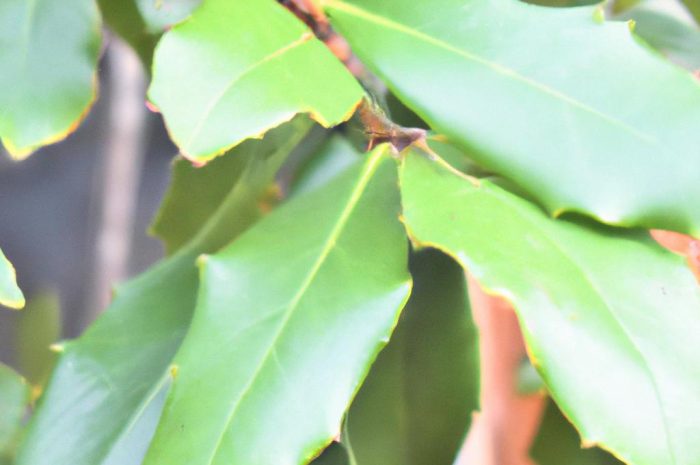 Laurencja – warunki uprawy, pielęgnacja, rozmnażanie i zastosowanie rośliny ozdobnej!