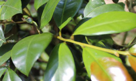 Calathea – liście prawie ręcznie malowane. Jak dbać o tę piękną roślinę?
