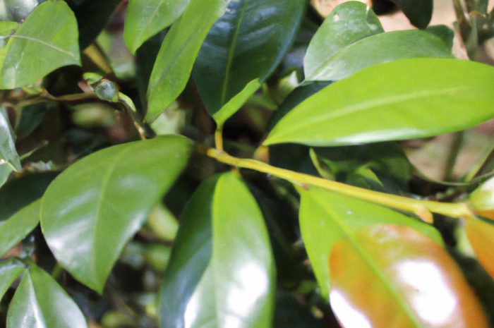 Laurowiśnia wschodnia – jak wygląda uprawa tej rośliny? Pielęgnacja i wymagania