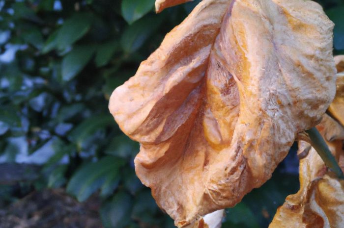 Laurowiśnia – brązowe liście po zimie. Tak zaradzisz temu problemowi!