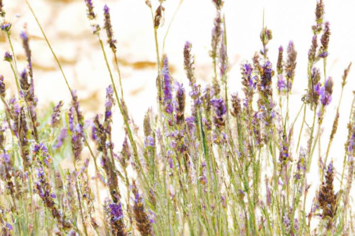 Lawenda – jak ją uprawiać? Sadzenie i konieczne zabiegi pielęgnacyjne
