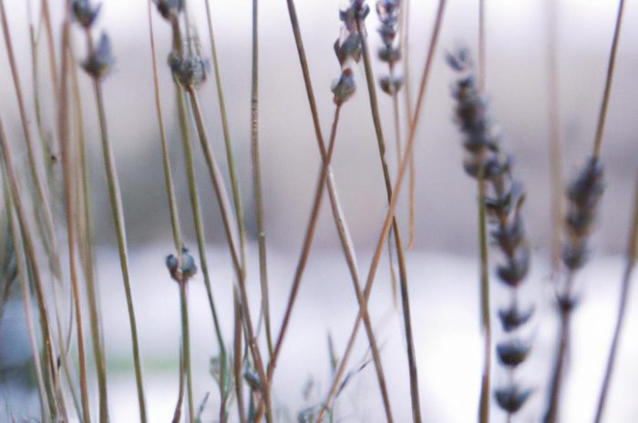 Lawenda po zimie jest sucha – jak uratować roślinę?