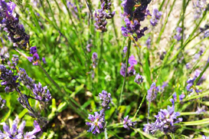 Lawenda wąskolistna Hidcote – poznaj bliżej ten gatunek!