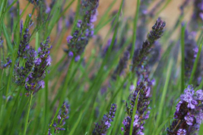 Lawenda wąskolistna – uprawa, pielęgnacja i rozmnażanie