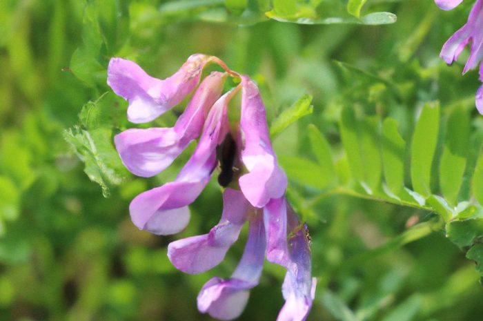 Lędźwian szerokolistny a lędźwian siewny – czym się różnią? Jak wygląda uprawa tych groszków?