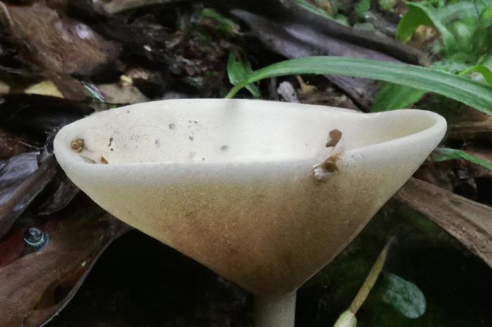 Lejkowiec dęty – kominki, grzyby lejkowce, właściwości