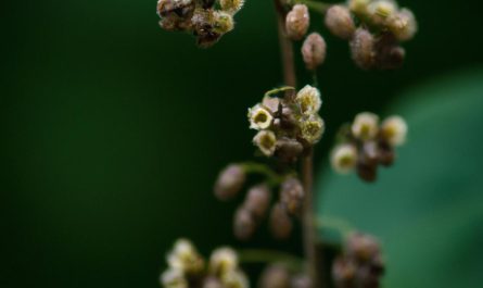 Calathea makoyana – kilka słów o tym kwiecie