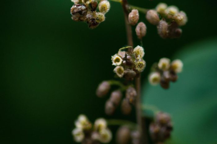 Lepiężnik – bylina o dekoracyjnych liściach. Jakich warunków potrzebuje w ogrodzie?
