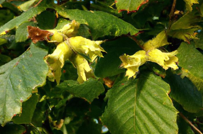 Leszczyna pospolita, czyli Corylus avellana Jak wygląda jej uprawa?