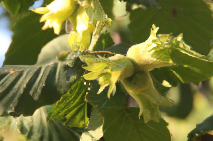 Leszczyna turecka – sprawdź, jak wygląda uprawa i pielęgnacja