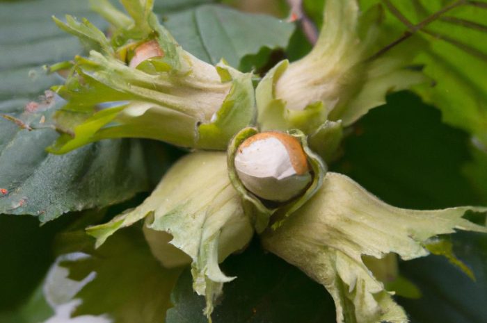 Leszczyna – jak uprawiać ten krzew i uzyskać orzechy laskowe we własnym ogrodzie?