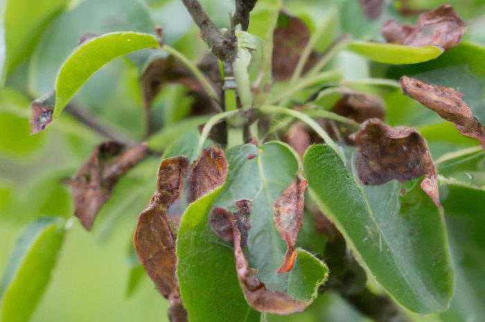 Leukostomoza drzew pestkowych — objawy, zapobieganie i leczenie