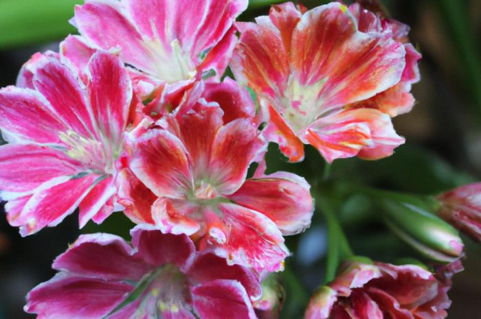 Lewizja (Lewisia) – wyjątkowa bylina górska