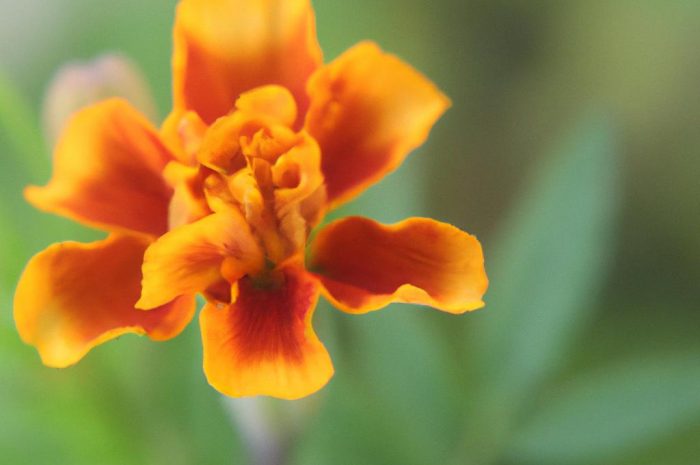 Lewkonia letnia – uprawa i pielęgnacja