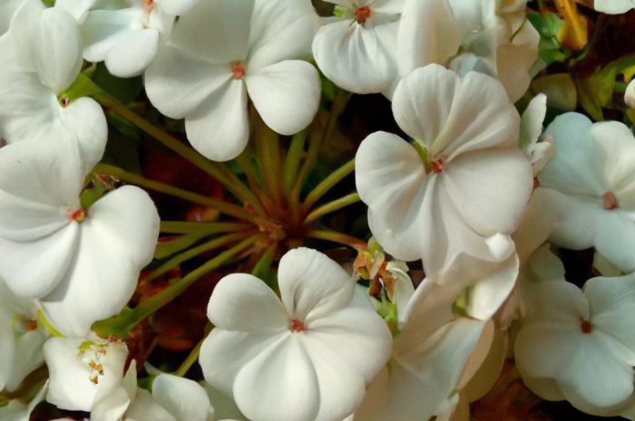 Lewkonia – dwie twarze lewkonii. Uprawa z nasion