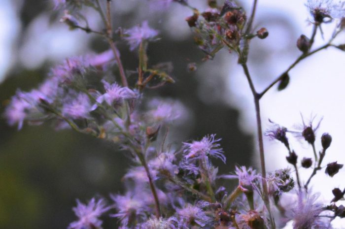 Liatra kłosowa „Kobold” Liatris spicata – sadzenie i uprawa fioletowych roślin