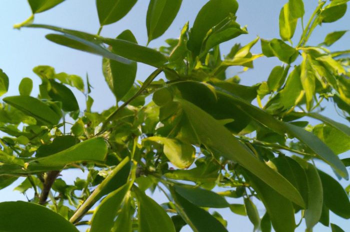 Liście drzew z podpisami – poznaj najbardziej znane polskie gatunki