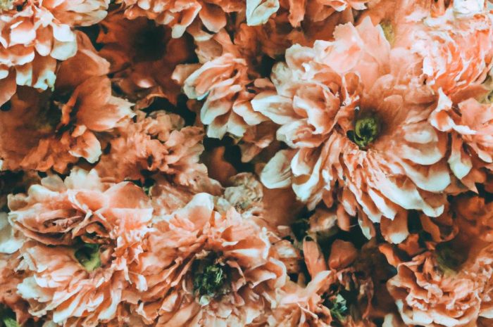 Lidl – kwiaty z supermarketu