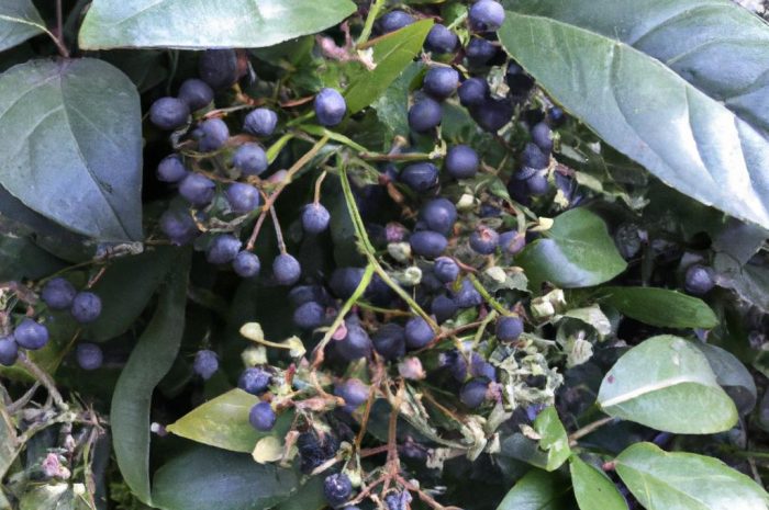 Ligustr pospolity – idealny krzew na żywopłot. Uprawa, odmiany, pielęgnacja