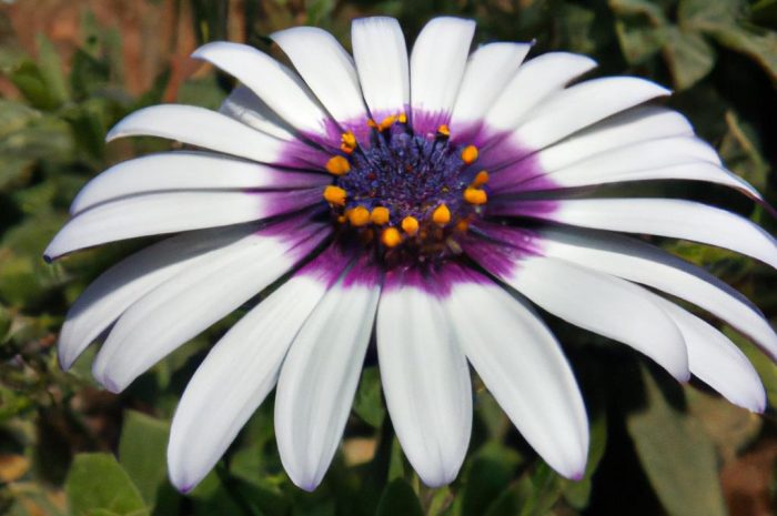 Lilak Meyera – niższy, ale równie piękny gatunek lilaka. Poznaj odmianę „Palibin” i inne