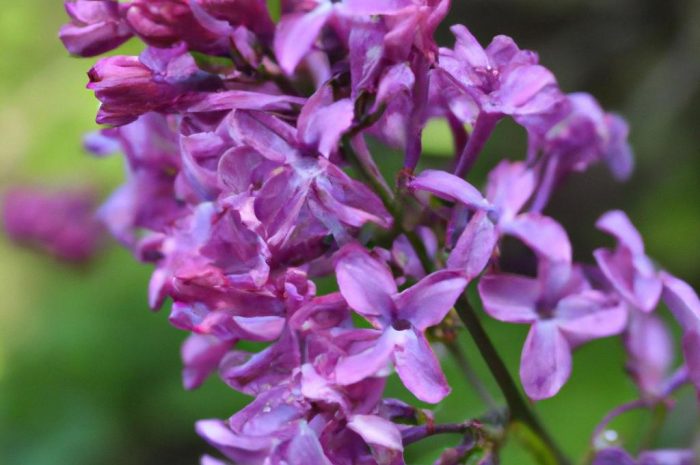 Lilak pospolity – popularny krzew do uprawy w ogrodzie, który przypomina bez