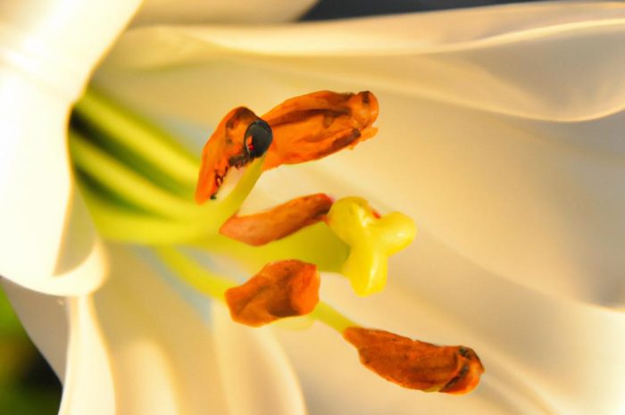 Lilia biała – poznaj ten śnieżnobiały gatunek