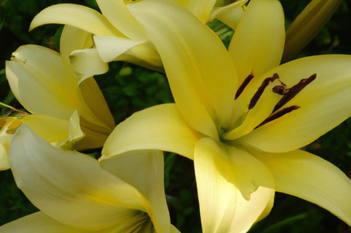 Lilia drzewiasta – królewski kwiat w twoim ogrodzie