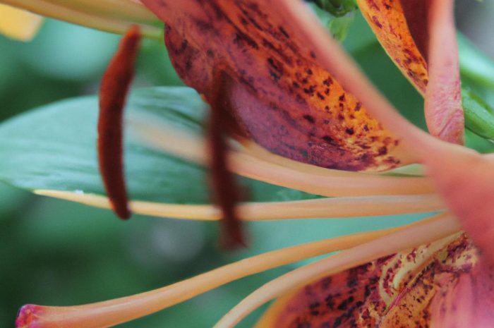 Lilia – kwiat, który czaruje wyglądem. Kilka użytecznych porad.