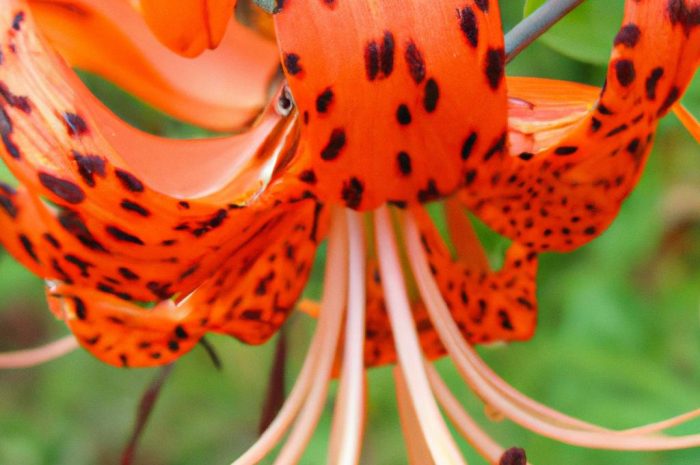 Lilia tygrysia – poznaj jej charakterystykę, odmiany i uprawę