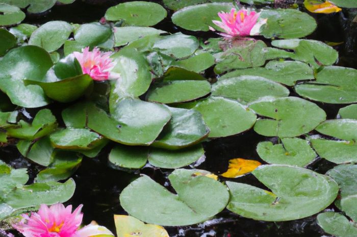 Lilia wodna – bajkowy akcent w ogrodzie