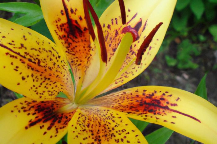 Lilia złotogłów – piękna roślina ozdobna, która zachwyca i intryguje. Poznaj sekrety jej uprawy