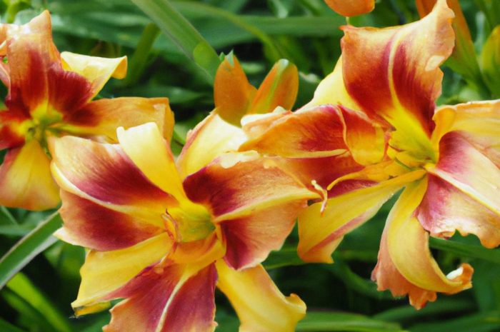 Liliowiec ogrodowy – jak należy uprawiać i dbać o długokwitnącą roślinę?