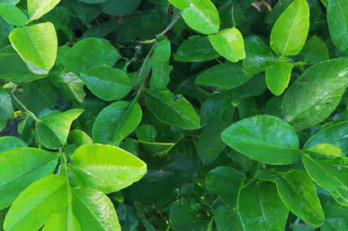 Lipa drobnolistna – wymagania i pielęgnacja