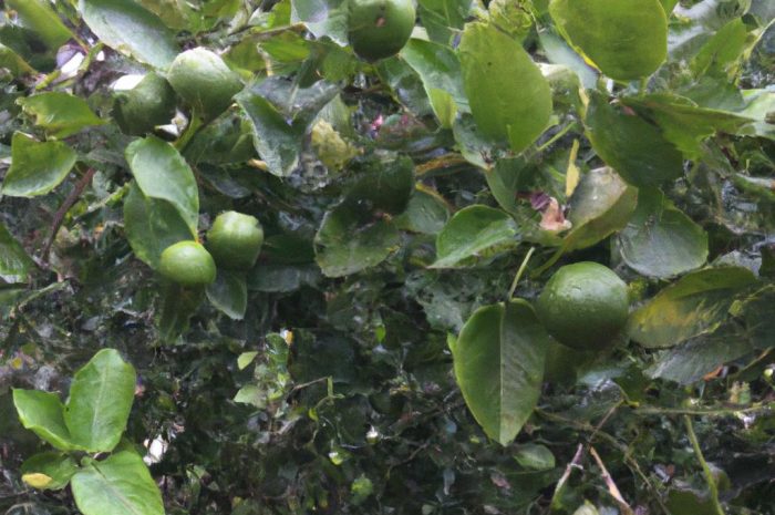 Lipa – jakie korzyści wynikają z jej uprawy?