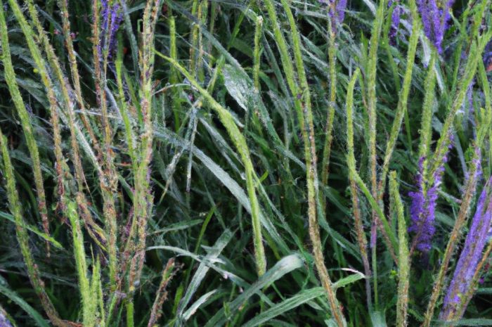 Liriope – krzewy ozdobne o uniwersalnym zastosowaniu. Co warto o nich wiedzieć?