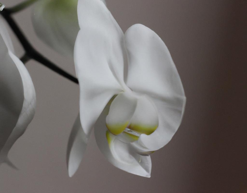 Calibrachoa million bells – Milion dzwonków na balkonie