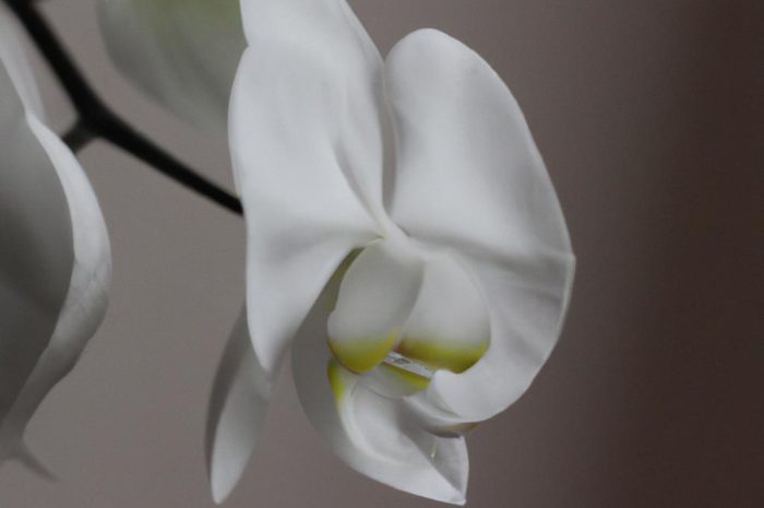 Listera jajowata – niepozorny i bardzo popularny storczyk. Poznaj sekrety jej uprawy