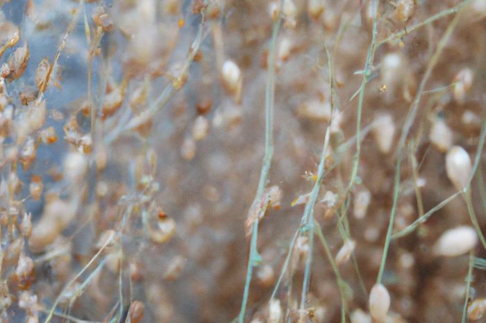 Lnica – opis rodzaju. Poznaj działanie i właściwości Lnicy pospolitej