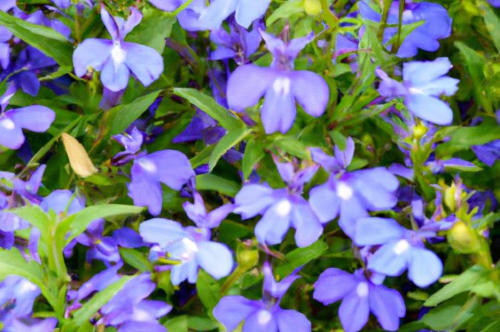 Lobelia przylądkowa (Lobelia erinus) – rozmnażanie, uprawa i pielęgnacja kwiatu. Jak zajmować się tą rośliną na balkonach i tarasach?